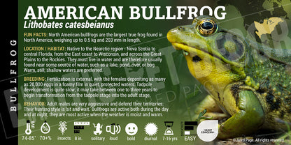 Lithobates catesbeianus 'American Bullfrog'