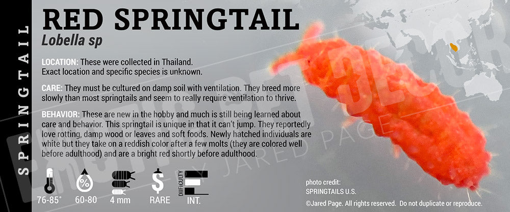 Lobella sp. 'Red' Springtail Cards and Enclosure Labels β Exotic Pet Decor