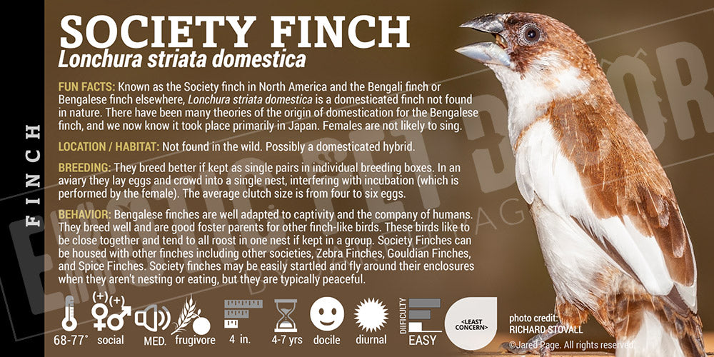 Finch Label Lonchura striata 'Domestica Society Finch' Cards and Enclosure Labels ...
