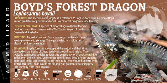 Lophosaurus boydii 'Boyd's Forest Dragon' Lizard