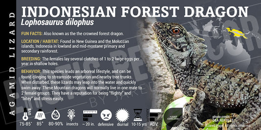 Lophosaurus dilophus 'Indonesian Forest Dragon' Lizard