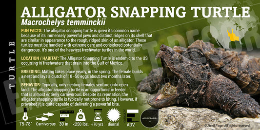Macrochelys temminckii 'Alligator Snapping' Turtle