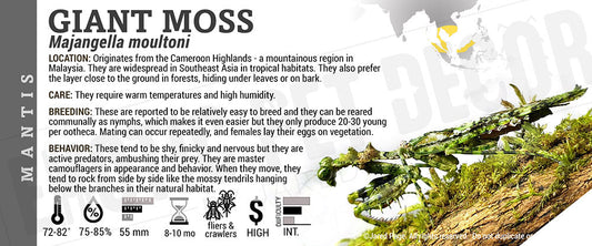 Majangella moultoni 'Moss' Mantis