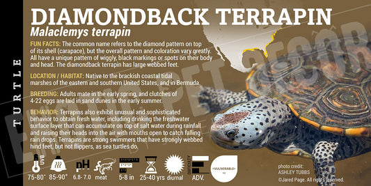 Malaclemys terrapin 'Diamondback Terrapin' Turtle