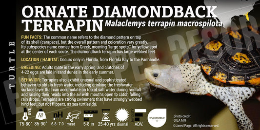 Malaclemys terrapin 'Macrospilota Ornate Diamondback Terrapin' Turtle