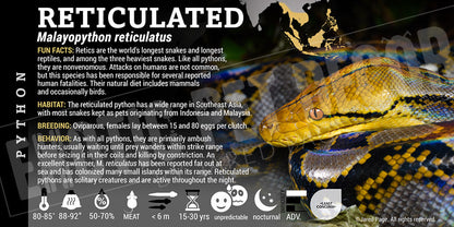 Malayopython reticulates 'Reticulated' Python