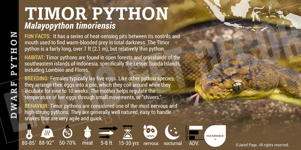 Large Timor Python's Malayopython timoriensis 'Timor' Python Cards and Enclosure Labels ...