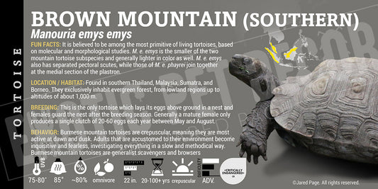 Manouria emys emys 'Brown Southern Mountain' Tortoise