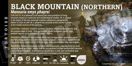 Manouria emys phayrei 'Black Northern Mountain' Tortoise