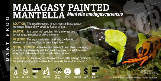 Mantella madagascariensis Dart Frog Label