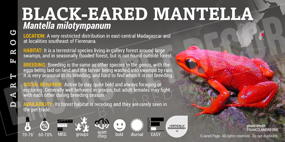 Mantella milotympanum 'Black Eared Mantella' Dart Frog Label