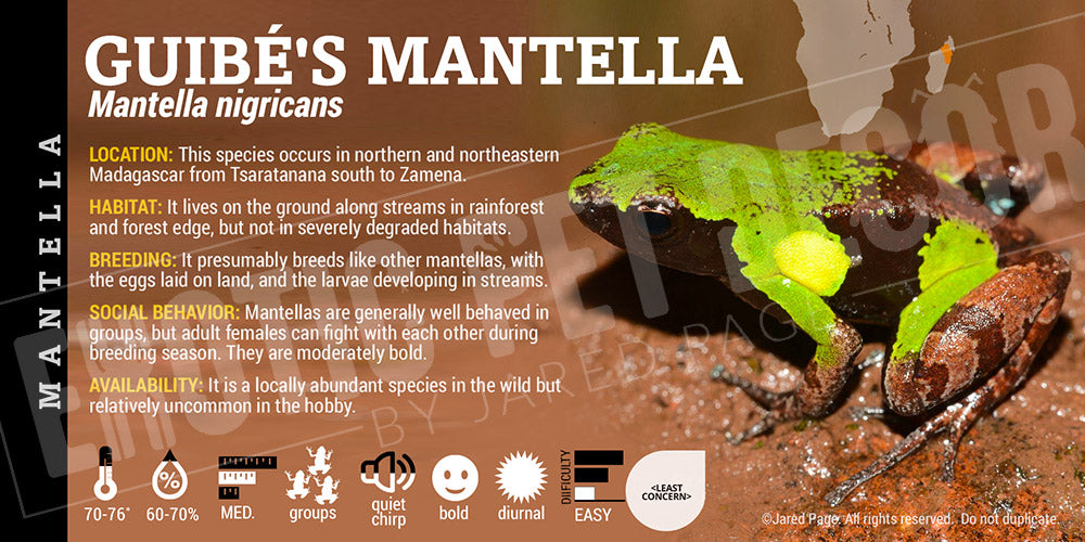 Mantella nigricans 'Guibes Mantella' Dart Frog Label