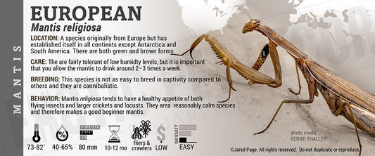 Mantis religiosa 'European' Mantis