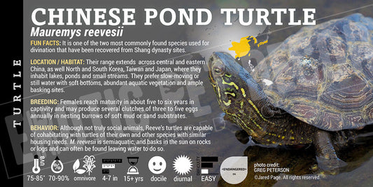 Mauremys reevesii 'Chinese Pond' Turtle
