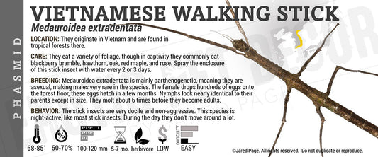 Medauroidea extradentata 'Vietnamese Walking Stick '