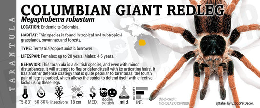 Megaphobema robustum 'Colombian Giant Red Legged' Tarantula