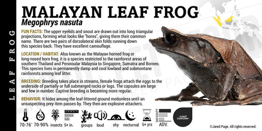 Megophrys nasuta 'Malayan Leaf Frog'