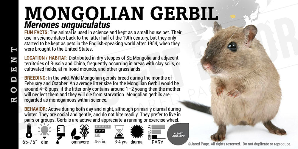 Meriones unguiculatus 'Mongolian Gerbil'