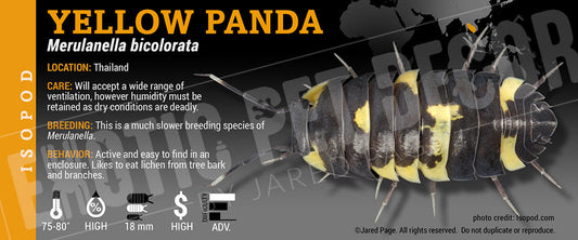 Merulanella bicolorata 'Yellow Panda' isopod label