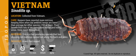 Merulanella sp 'Vietnam' isopod label