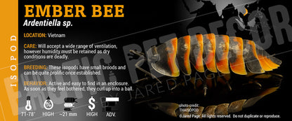Ardentiella sp. (ex. Merulanella) 'Ember Bee' isopod label