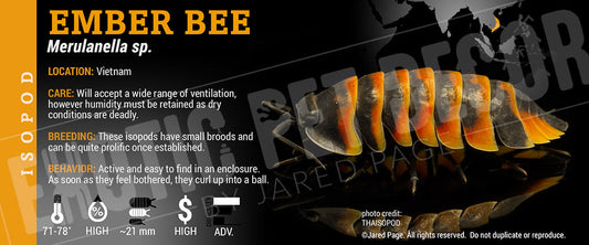 Merulanella spec 'Ember Bee' isopod label