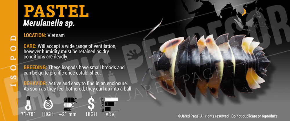 Merulanella spec 'Pastel' isopod label