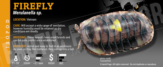 Merulanella spec 'Amber Firefly' isopod label