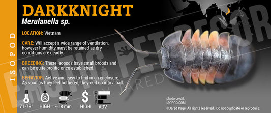 Merulanella spec 'Darkknight' isopod label