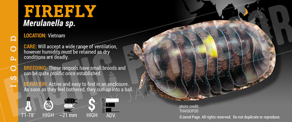 Merulanella spec 'Firefly' isopod