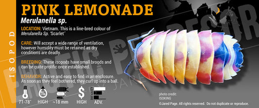 Merulanella spec 'Pink Lemonade' isopod label