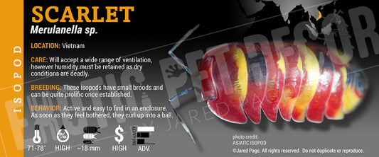 Merulanella spec 'Scarlet' isopod label