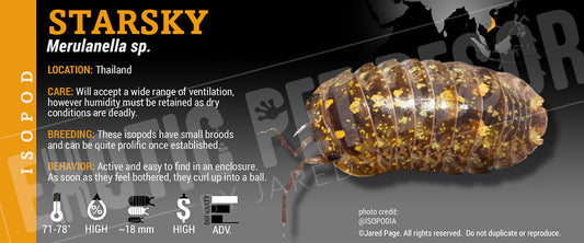 Merulanella spec 'Starsky' isopod label