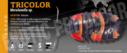 Merulanella spec 'Tricolour' isopod label