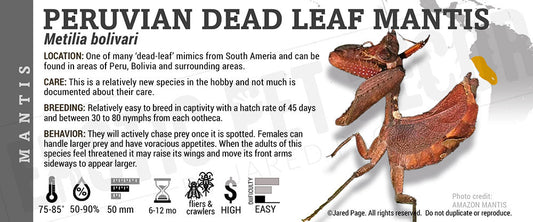 Metilia bolivari 'Peruvian Dead Leaf' Mantis