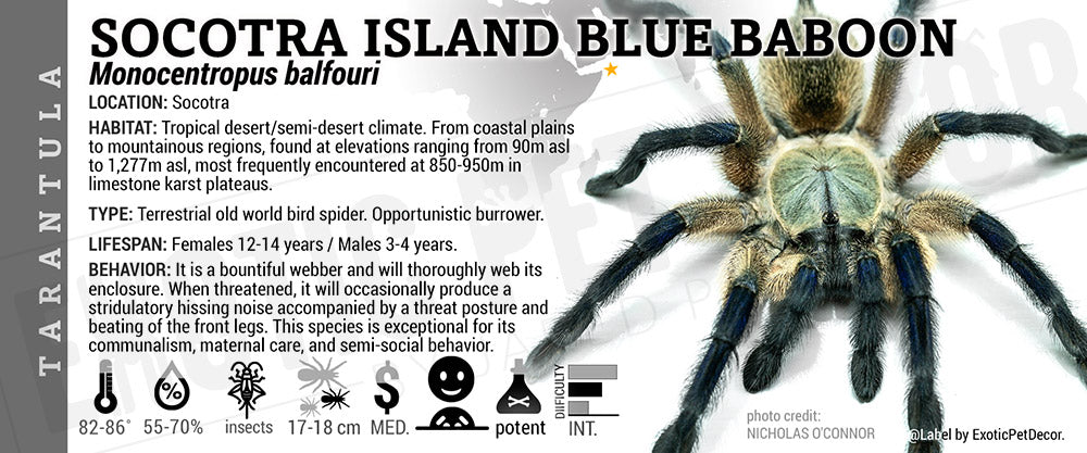 Monocentropus balfouri 'Socotra Blue Baboon Balfouri' Tarantula