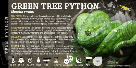Morelia viridis 'Green Tree' Python
