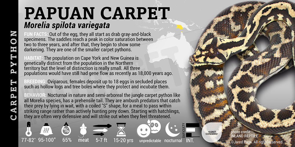 download wallpaper snake, morelia spilota variegata,... Morelia spilota variegata 'Northern Carpet' Python Cards and Enclosure ...