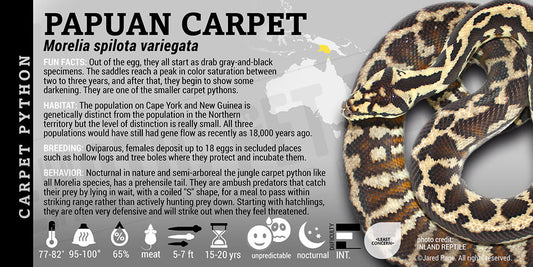 Morelia spilota variegata 'Northern Carpet' Python