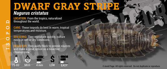 Nagurus cristatus 'Dwarf Gray Stripe' isopod label