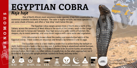 Naja haje 'Egyptian Cobra'