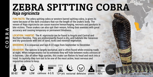 Naja nigricincta 'Zebra Spitting' Cobra
