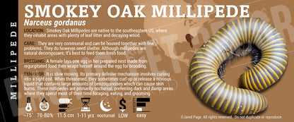 Narceus gordanus 'Smokey Oak' Millipede