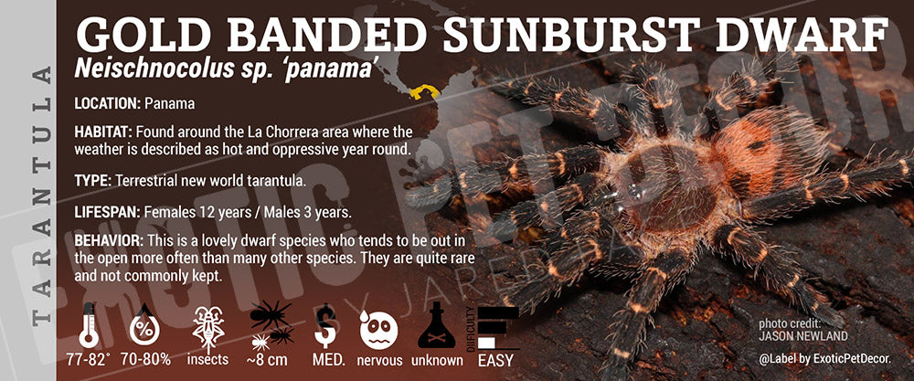 Neischnocolus sp. 'Panama Gold Banded Sunburst Dwarf' Tarantula Cards ...