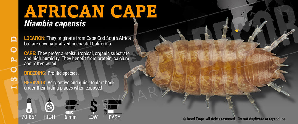 Niambia capensis 'Cape Cod' isopod label