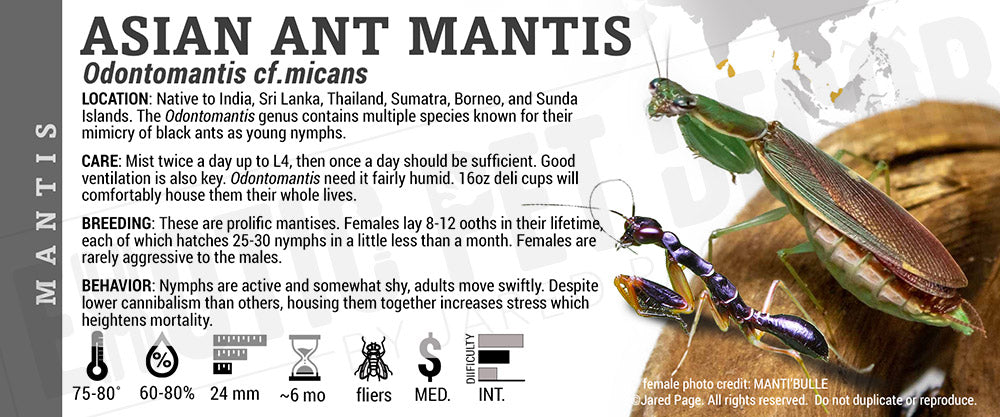 Odontomantis cf.micans 'Ant' Mantis