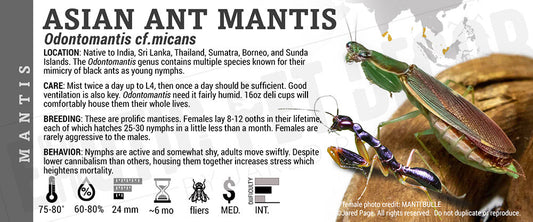 Odontomantis cf.micans 'Ant' Mantis