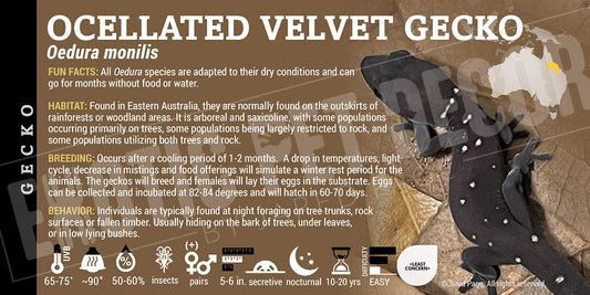 Oedura monilis 'Ocellated Velvet' Gecko