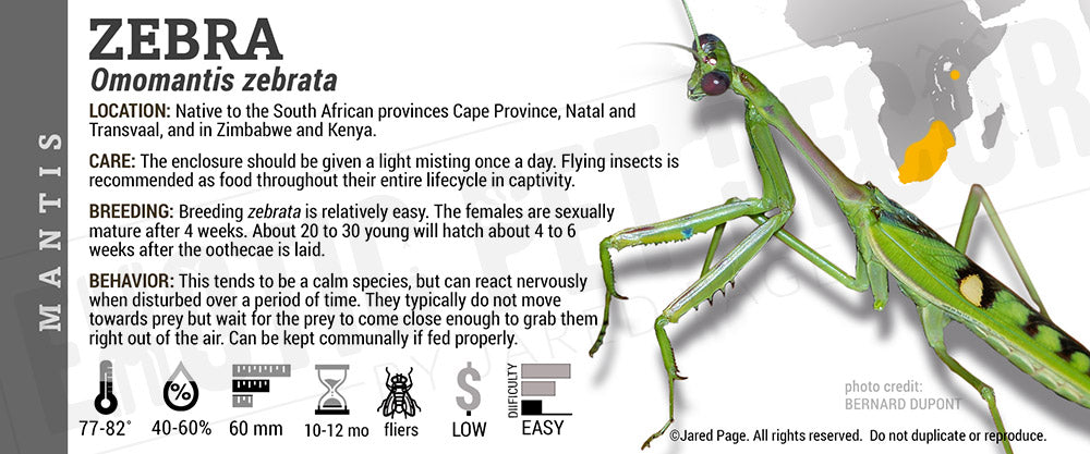 Omomantis zebrata 'Zebra' Mantis