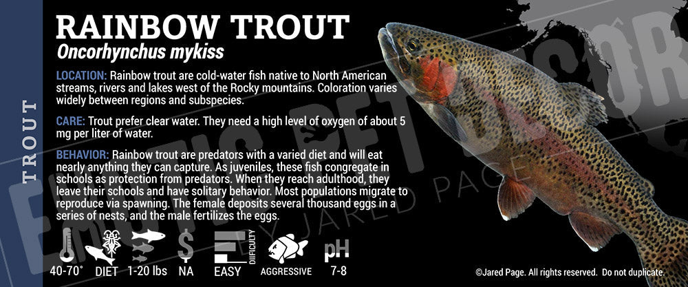 Oncorhynchus mykiss 'Rainbow Trout'